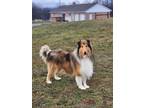 Adopt Gregory a Tricolor (Tan/Brown & Black & White) Collie / Mixed dog in East