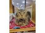 Adopt Claude a Brown or Chocolate Domestic Longhair / Domestic Shorthair / Mixed