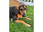 Adopt Copper a Black - with Tan, Yellow or Fawn Coonhound / Hound (Unknown Type)