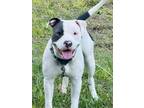 Adopt Penelope a White - with Gray or Silver Pit Bull Terrier / Mixed dog in