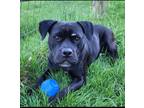 Adopt Aja a Black Pit Bull Terrier / Terrier (Unknown Type