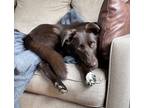 Adopt Cocoa a Brown/Chocolate - with White Labrador Retriever / German Shepherd