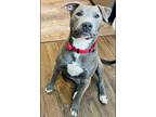 Adopt Blu a Gray/Silver/Salt & Pepper - with White Pit Bull Terrier / Mixed