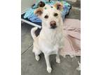 Adopt Nugget / Zelda a Shepherd (Unknown Type) / Jindo / Mixed dog in