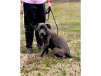 Adopt Haynes a Labrador Retriever / Mixed dog in Forsyth, GA (41313843)