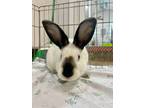 Adopt Heat Wave a Californian / Mixed (short coat) rabbit in Pflugerville