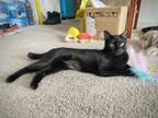 Adopt Nairobi a All Black American Shorthair / Mixed (short coat) cat in