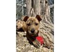 Adopt Wiley a Brindle Mountain Cur / Mixed dog in Birmingham, AL (41322787)