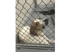 Adopt Sarge a White - with Brown or Chocolate Hound (Unknown Type) / Mixed dog
