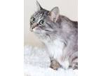 Adopt Whimsy a Domestic Longhair / Mixed (short coat) cat in Gilbert