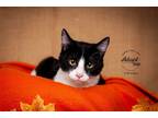 Adopt Schroeder a Black & White or Tuxedo Domestic Shorthair / Mixed cat in Salt