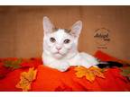 Adopt Nutmeg a Domestic Shorthair / Mixed cat in Salt Lake City, UT (39273838)