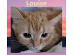 Adopt Louise a Domestic Longhair / Mixed (long coat) cat in Crystal Lake