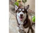 Adopt Autumn a Red/Golden/Orange/Chestnut - with White Husky / Mixed dog in Port