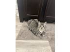 Adopt Simba a Gray, Blue or Silver Tabby Tabby / Mixed (short coat) cat in
