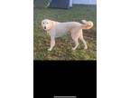 Adopt Breezy (Courtesy Post) a White Great Pyrenees / Mixed dog in Clifton Park
