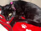 Adopt Tango Mango a Domestic Shorthair / Mixed (short coat) cat in Tiffin