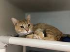 Adopt Taz a Domestic Shorthair / Mixed (short coat) cat in Tiffin, OH (41305180)