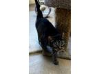 Adopt Green Bean Catserole a Domestic Shorthair / Mixed (short coat) cat in