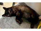 Adopt Minerva Meowgonagall a Domestic Shorthair / Mixed (short coat) cat in