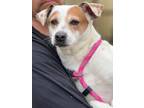 Adopt Gentry a Jack Russell Terrier / Mixed dog in Jackson, MS (41322673)