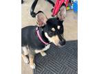 Adopt Roxie a Black - with Tan, Yellow or Fawn Manchester Terrier / Mixed dog in