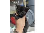 Adopt Nola a Domestic Shorthair / Mixed (short coat) cat in Glenfield