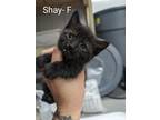Adopt Shay a Domestic Shorthair / Mixed (short coat) cat in Glenfield