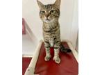 Adopt Sloan a Domestic Shorthair / Mixed (short coat) cat in Glenfield