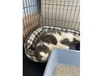 Adopt Kuzco a Domestic Shorthair / Mixed (short coat) cat in Glenfield
