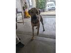 Adopt ROWDY a Labrador Retriever / Rhodesian Ridgeback / Mixed dog in Lindsay