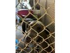 Adopt REGGIE a Weimaraner / Mixed dog in Lindsay, CA (41296087)