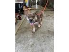 Adopt DOZER a Staffordshire Bull Terrier / Mixed dog in Lindsay, CA (41286836)