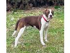 Adopt Romeo a English Pointer / American Pit Bull Terrier dog in Denver