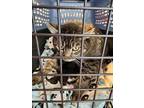 Adopt Momma Cat a Brown or Chocolate (Mostly) Domestic Shorthair / Mixed (short