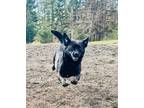 Adopt Pepper a Black Terrier (Unknown Type, Small) / Mixed dog in Surrey