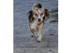 Adopt Toffee a Tan/Yellow/Fawn - with White Papillon dog in Houston