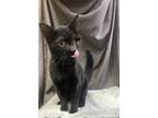 Adopt Buckley - MS a All Black Domestic Shorthair / Mixed (short coat) cat in