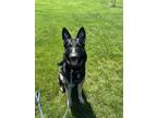 Adopt Dasher a Black - with Tan, Yellow or Fawn German Shepherd Dog / Mixed dog