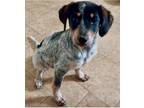 Adopt Ritz a White - with Black Bluetick Coonhound / Mixed dog in Mooresville