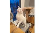 Adopt Sunny a White Domestic Shorthair / Mixed cat in Wheaton, IL (39798999)