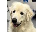 Adopt SHAMU (Local) sf a White Great Pyrenees / Mixed dog in Langley