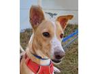 Adopt ECLAIR (Oman) yo/kt a Whippet dog in Langley, BC (41322364)
