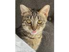 Adopt Mickey a Brown or Chocolate (Mostly) Domestic Shorthair / Mixed (short