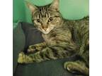 Adopt MARISHKA - FFPR a Domestic Shorthair / Mixed (short coat) cat in Antioch