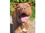 Adopt Pepsi a Red/Golden/Orange/Chestnut Mixed Breed (Large) / Mixed dog in