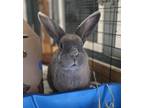 Adopt Okja (bonded To Charlie) a American / Mixed rabbit in Surrey