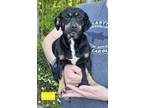 Adopt Rosie a Black - with Tan, Yellow or Fawn Chiweenie / Mixed dog in