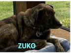 Adopt Zuko a Brindle Plott Hound / Golden Retriever / Mixed dog in Houston