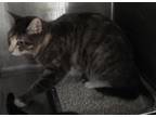 Adopt Opal Fl 3 a Domestic Shorthair / Mixed cat in Pomona, CA (41294978)